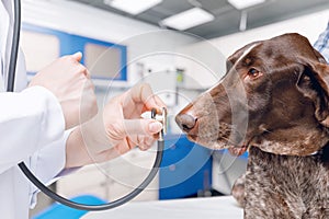Concepts of providing medical services to dogs
