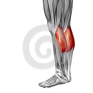 Conceptual 3D illustration human lower leg anatomy or anatomical and muscle