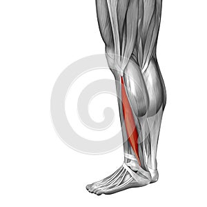 Conceptual 3D illustration human lower leg anatomy or anatomical and muscle isolated on white background