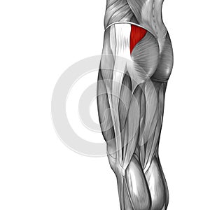 Conceptual 3D illustration human upper leg anatomy or anatomical and muscle isolated on white background