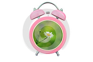 Conceptual art time to relax : white cosmos flower within pink alarm clock isolated on white background