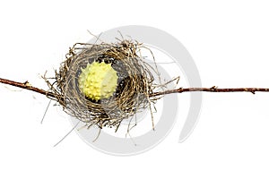 Conceptual Bird Nest.