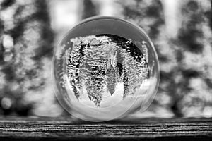 Conceptual Black and White Forest Trees Captured in Glass Ball R