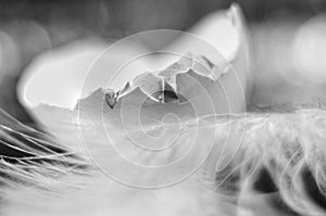 Conceptual black and white shot of the eggshell and ostrich feather