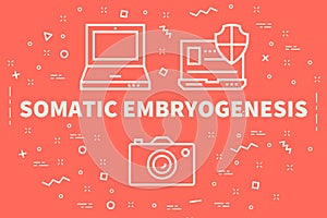 Conceptual business illustration with the words somatic embryogenesis