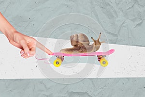 Conceptual collage picture template of funny wild animal slither snail riding quick skateboard sport hobby  on