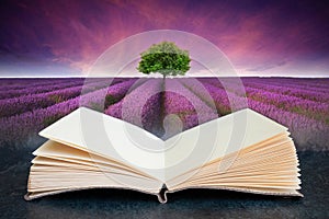 Conceptual composite open book image of Stunning lavender field landscape Summer sunset with single tree on horizon