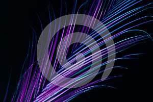 Conceptual flora neon vibrant palm leaf background