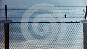 Conceptual Freedom Shot Of Lonely Bird Sitting On Prison Fence