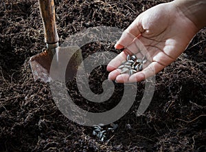 Conceptual of hand plant and sunflowers seed in to plantation so