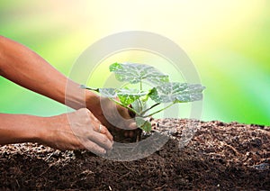 Conceptual of hand planting tree seed on dirty soil against beau