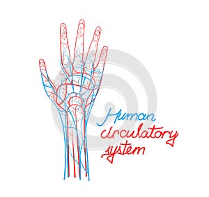 Conceptual Human Blood Circulatory System. Blood Vessels Scheme.