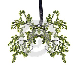 Conceptual image of green tree shaped like human lungs isolate o