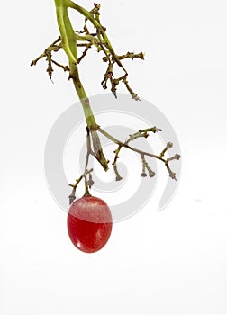 Conceptual image, Ripe red grape on bunch, Only one bunch of grapes left. Isolated on white background