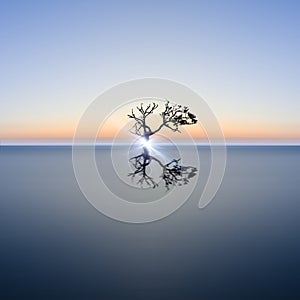 Conceptual image of single tree in still water with sunburst