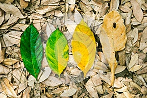 Conceptual of life, cycle of birth and death. Nature fresh leaf