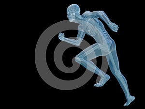 Conceptual man or human 3D anatomy or body illustration