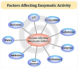 factors affecting enzymatic activity mind map diagram infographic is ideal for biochemistry, biology, medical, and scientific
