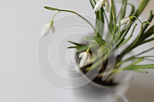 Conceptual photo. Easter decoration.Snowdrop flowers in vase on white background. Springtime