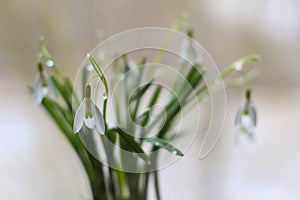 Conceptual photo. Easter decoration.Snowdrop flowers in vase on white background. Springtime