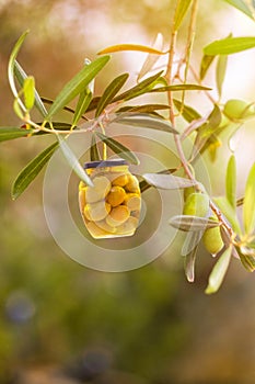 Conceptual photo of a jar of olives growing on a tree