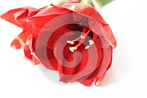 Conceptual photo. Winter. Red Amaryllis flower on a white background. Gift cards design idea