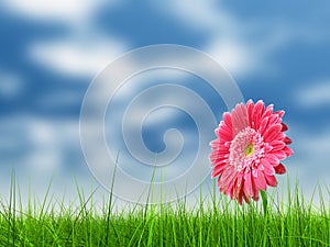 Conceptual pink flower in green grass