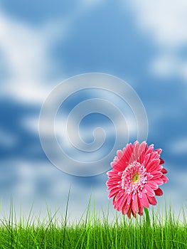 Conceptual pink flower in green grass