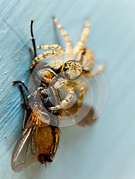 conceptual portrait of spider preys on flies