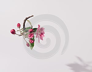 Conceptual setting. White background emphasizes the shape and color of flowers