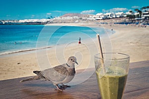 conceptual shot of freedom to travel, a dove, a cocktail and a beach in the background photo