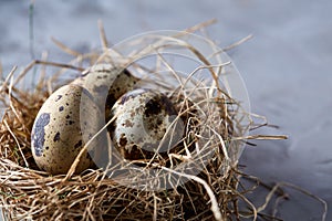 Conceptual still-life with quail eggs in hay nest over grey background, close up, selective focus