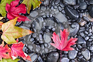Conceptual view of Autumn Leaves on Black Rocks