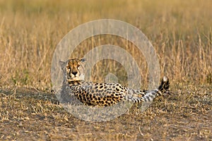 Concerned cheetah