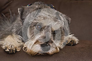 Znepokojený miniatúrne bradáč pes ležiaci dole 