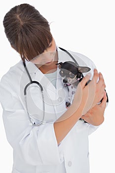 Concerning vet holding a cute chihuahua
