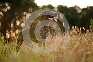 Concetrated brown dog standing among the gold spikelets sticking out his tongue