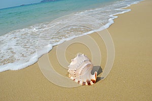 Conch