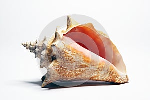 Conch photo