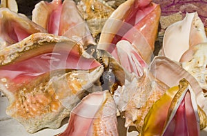 Conch photo