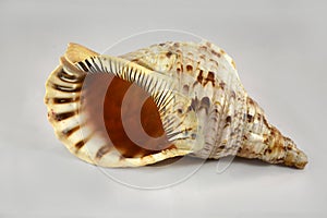 Conch