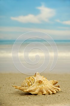 Conch on beach