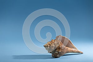 Conch on blue background