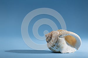 Conch on blue background