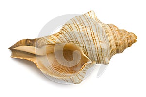 Conch, close-up photo