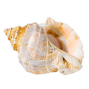 Conch cockleshell is isolated on white background