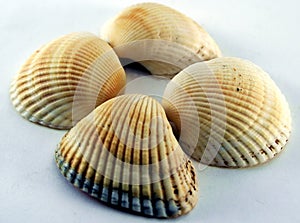 Conch of sea shell