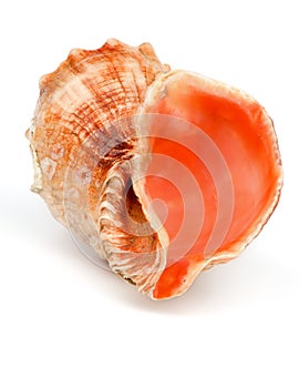Conch Sea Shell