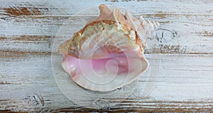 Conch sea shell on white rustic wood
