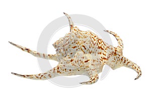 Conch seashell photo